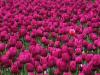 One in a Million, Skagit Valley Tulip Festival, Washington